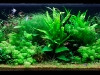 Layout Acquario 6